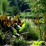 l etang exotique avec canna d inde